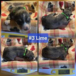 3 Lime - Agouti and white male Siberian Husky puppy in Dane, Wisconsin from Sunny Hurricane Siberians