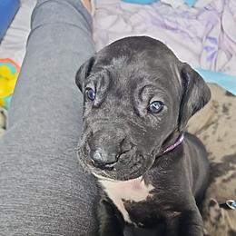 Violet - Black female Great Dane puppy in Brookings, South Dakota from Debonair Danes