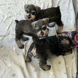 Miniature Schnauzer puppies from Water Oak Farm