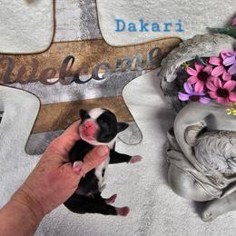 Dakari - Black and white male Tibetan Terrier puppy in Dorena, Oregon from Angel Tibetans Of Oregon