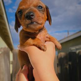 Rebel - Red male Dachshund puppy in Perris, California from Ohana_626_kennels
