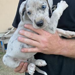 Great Dane Puppies from Texas Devine Danes