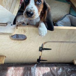 Basset Hound and Labrador Retriever Puppies from Porter Kennels