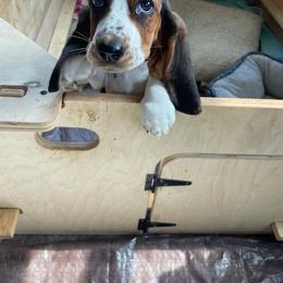 Basset Hound and Labrador Retriever Puppies from Porter Kennels