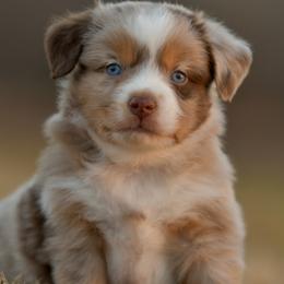 Carlson - Red merle male Toy Australian Shepherd puppy in Hartman, Arkansas from Southern Edition Aussies