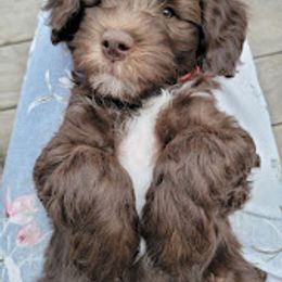 Australian Cobberdog Puppies from Heartland Hills Australian Cobberdogs