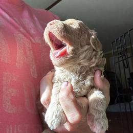 Bow - Apricot male Goldendoodle puppy in Waynesboro, Virginia from Forest Creek Kennel