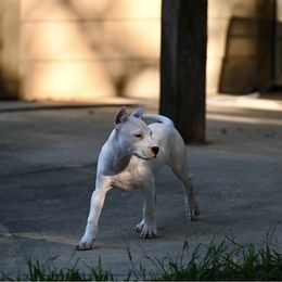 Purple - White female Dogo Argentino puppy in Hammond, Louisiana from Bestiarius Kennels