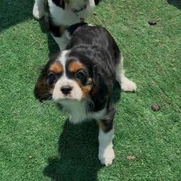 Violet - Tri-color female Cavalier King Charles Spaniel puppy in Atoka, Oklahoma from Boggy Depot Cavaliers & Friends