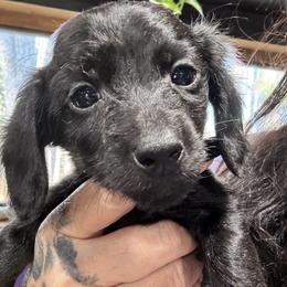 Elvira - Black female Dachshund puppy in Cabool, Missouri from Dachshund's of Country Magic Farms in Missouri