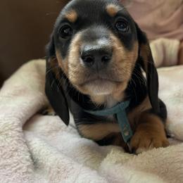 Dachshunds from Lucky 11 Ranch