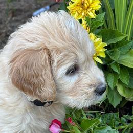 Grey Girl - Cream female Goldendoodle puppy in Colorado Springs, Colorado from Pikes Peak Doodles