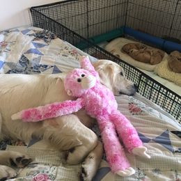 Goldendoodle Puppies from CharLia's Holistic English Cream Golden Retrievers & Doodles