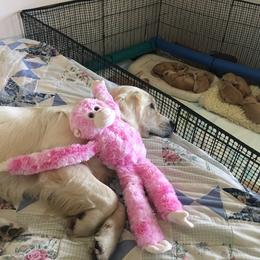Goldendoodle Puppies from CharLia's Holistic English Cream Golden Retrievers & Doodles