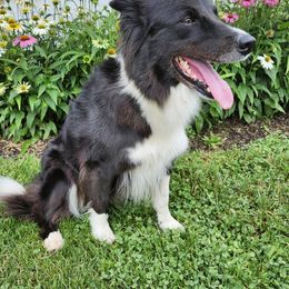 Border Collie puppies from The Weekend Farm