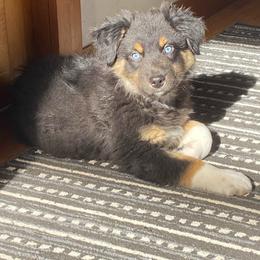 Boy 4 - Black tri-color male Australian Shepherd puppy in Tekonsha, Michigan from Cottage Farm Aussies