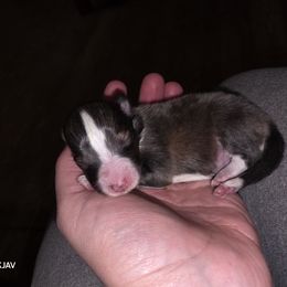 Boy 2 - Sable and white male Shetland Sheepdog puppy in Greenfield, Ohio from Kayla's Shelties
