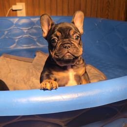 French Bulldog Puppies from Wulfrano Viveros
