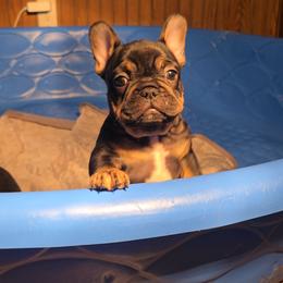 French Bulldog Puppies from Wulfrano Viveros