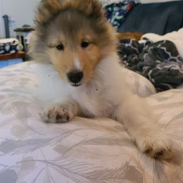 Shetland Sheepdog Puppies from Winterfell Shetland Sheepdogs