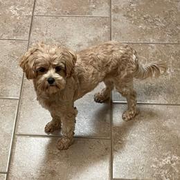 Cavapoo and Maltipoo All Grown Up from Knight Pups