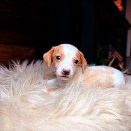Cash - Dapple male Dachshund puppy in Washburn, Tennessee from Clinch Mountain Dachshunds