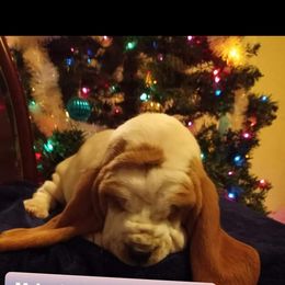 Basset Hound Puppies from Majestic Desert Basset Hounds