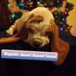 Basset Hound Puppies from Majestic Desert Basset Hounds