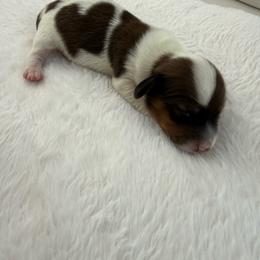 Girl 3 - Chocolate female Dachshund puppy in Spokane, Washington from Dearhaven Doxie