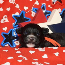 Uncle Sam - Black and white male Havanese puppy in Salt Lake City, Utah from Steal Your Heart Havanese