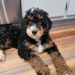 Bernedoodle Puppies from Star of the Sea Doodles