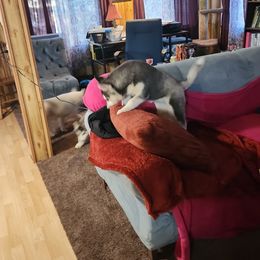 Siberian Husky Puppies from Spirit of the Moon Siberians