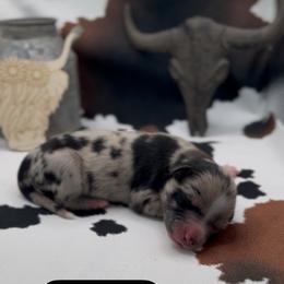 Highland - Blue merle female Miniature Australian Shepherd puppy in Cave Creek, Arizona from Arizona Aussies