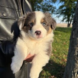 Sterling - Blue male Pembroke Welsh Corgi puppy in Paxton, Illinois from McGovern Family Corgis