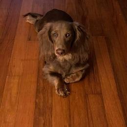 Dachshund Puppies from A&R Dachshund