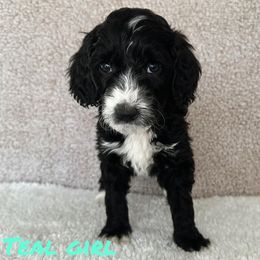 Girl 5 - Goldendoodle puppy in Modesto, California from Two Doods Doodles