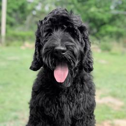 Cole - Black male Australian Labradoodle puppy in Hartshorne, Oklahoma from Jena Edmond