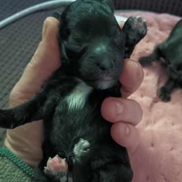 Girl 1 - Goldendoodle puppy from Luna's Doodles