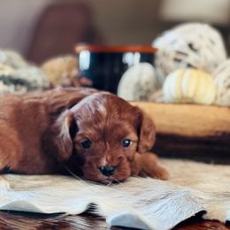Kasey - Red female Cavapoo puppy in Miami, Oklahoma from BriarCreek Cavapoos