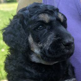 Poodle Puppies from Adventure Abounds Standards