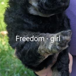 Poodle Puppies from Adventure Abounds Standards