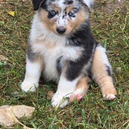 Willy - Blue merle male Miniature Australian Shepherd puppy in Ada, Oklahoma from Caprock Mini & Toy Aussies