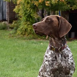 Opal - German Shorthaired Pointer