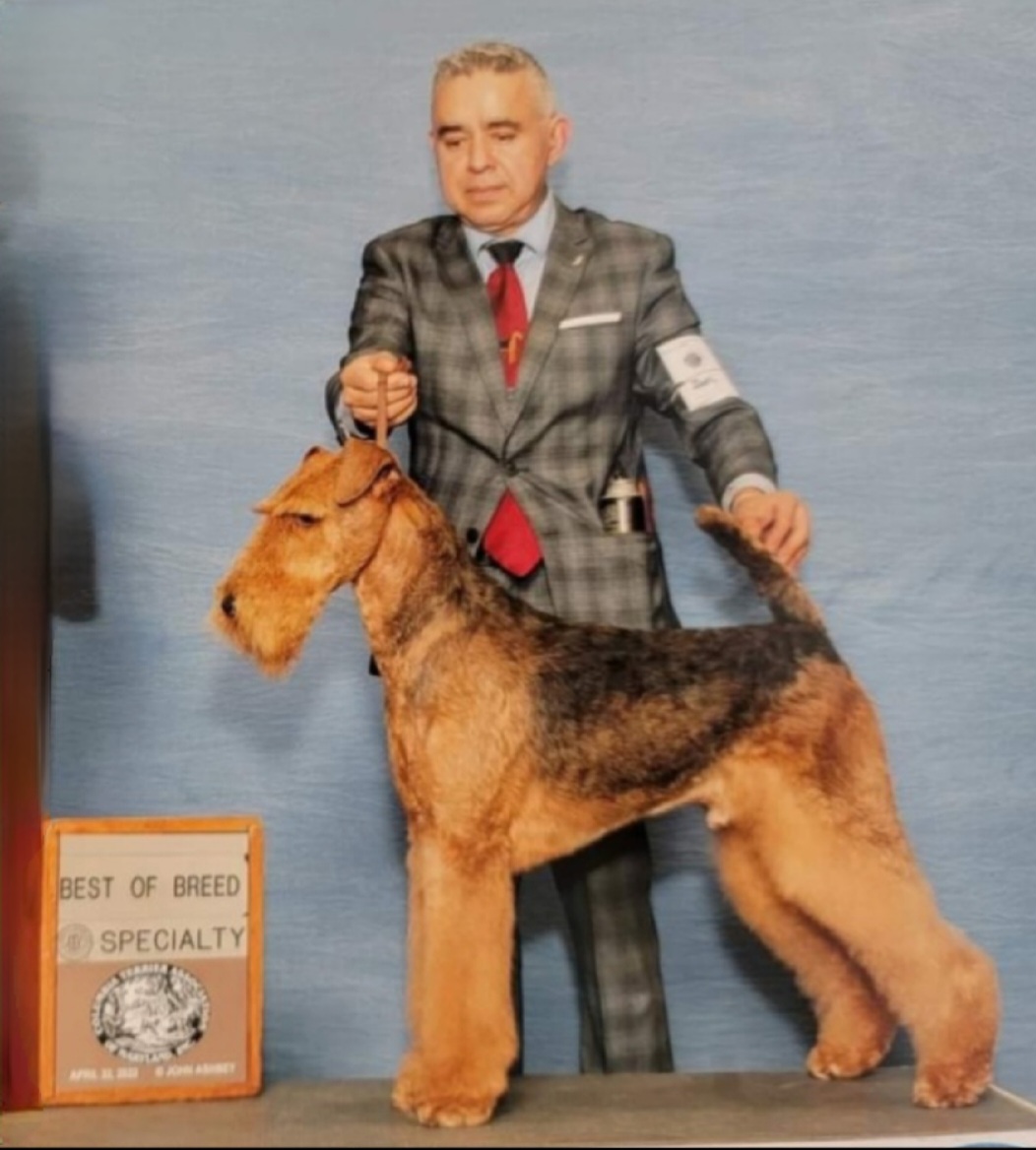 BARNUM - Airedale Terrier