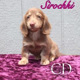 Sirochki - Chocolate and cream female Dachshund puppy in Huntington, Texas from Camacho_Dachshunds