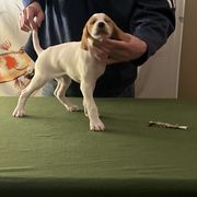 Pointer Puppies from Lake Effect