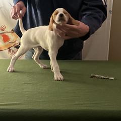 Pointer Puppies from Lake Effect