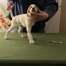 Pointer Puppies from Lake Effect