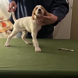 Pointer Puppies from Lake Effect