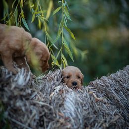 Cavalier King Charles Spaniel and Golden Retriever Puppies from Tsarevich Goldens and Cavaliers